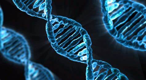 Alevel生物知识点解析—DNA和生物进化